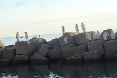 dsc02386