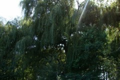 dsc01306