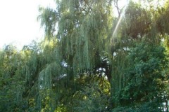 dsc01307
