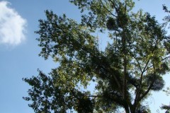 dsc01311