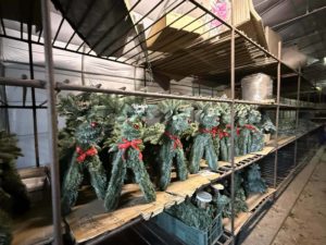 Z wizytą na plantacji choinek